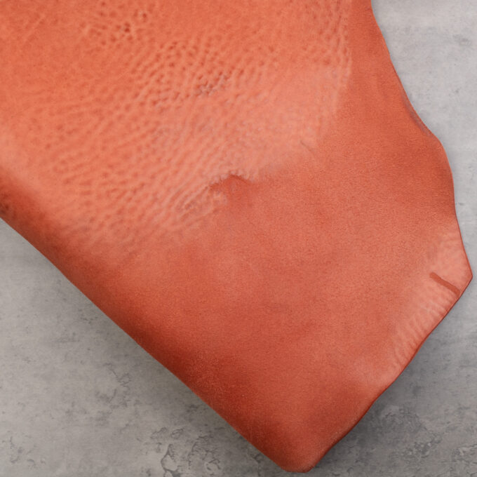 CAPALBIO HORSE AVANCORPO