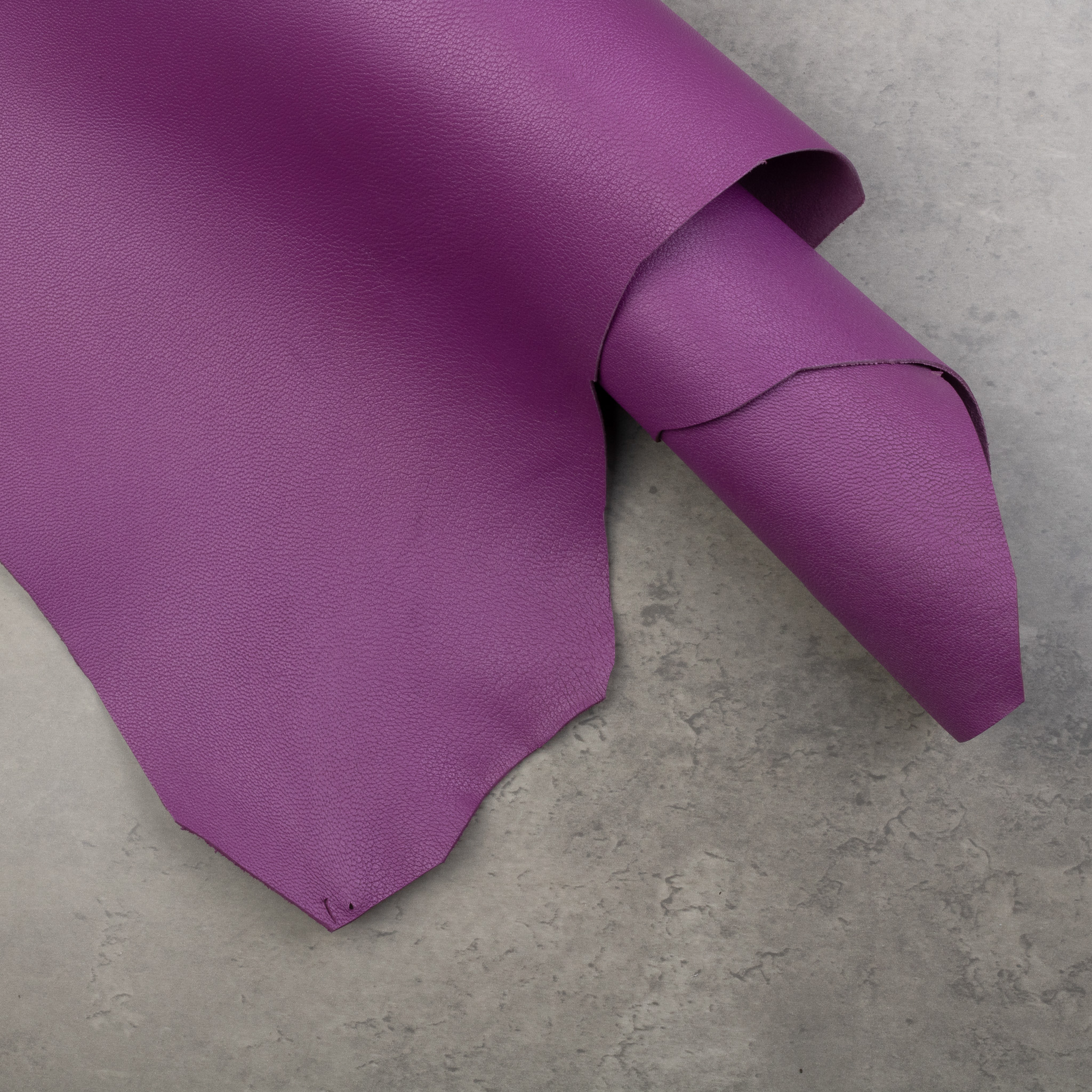 ALRAN FRENCH GOAT - BOUGAINVILLIER